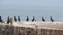 Nannopterum brasilianum