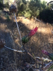 Cirsium occidentale
