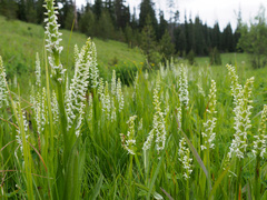 Platanthera dilatata albiflora