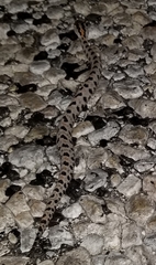 Sistrurus miliarius streckeri