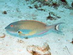 Redtail Parrotfish photo 5