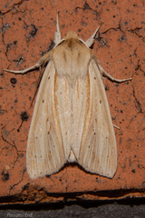 Ichneutica semivittata