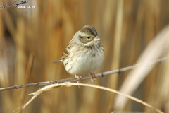 Emberiza spodocephala