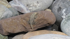 Microlophus quadrivittatus