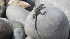 Microlophus quadrivittatus