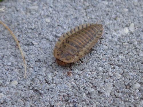 Obscure Carrion Beetle