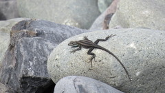 Microlophus quadrivittatus