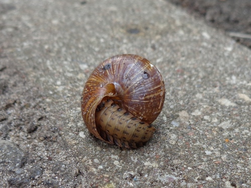 Obscure Carrion Beetle