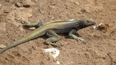 Microlophus quadrivittatus