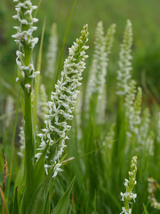 Platanthera dilatata albiflora