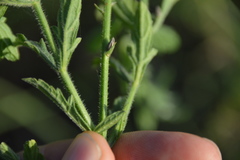 Verbena xutha