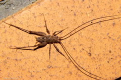 Pleioplectron simplex