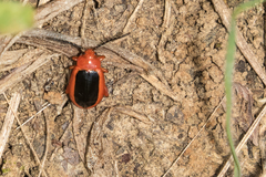 Disonycha discoidea