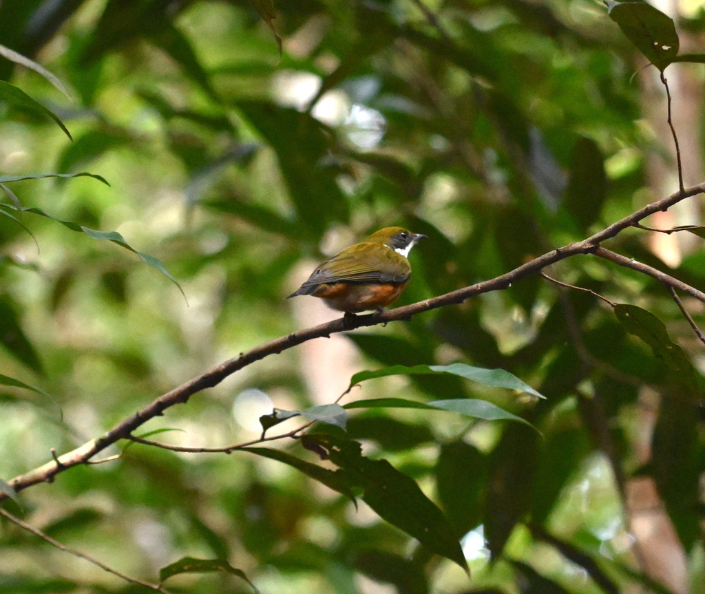 Yellow-crested Manakin