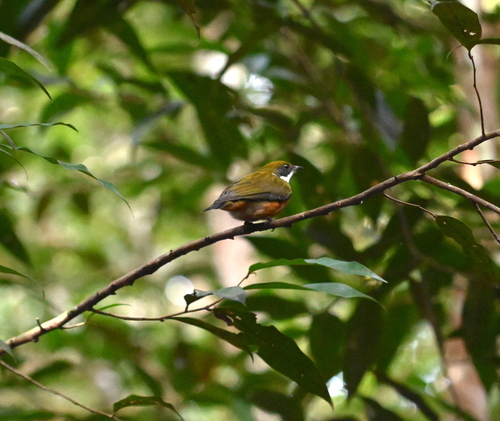 Yellow-crested Manakin (Heterocercus flavivertex), photo 7