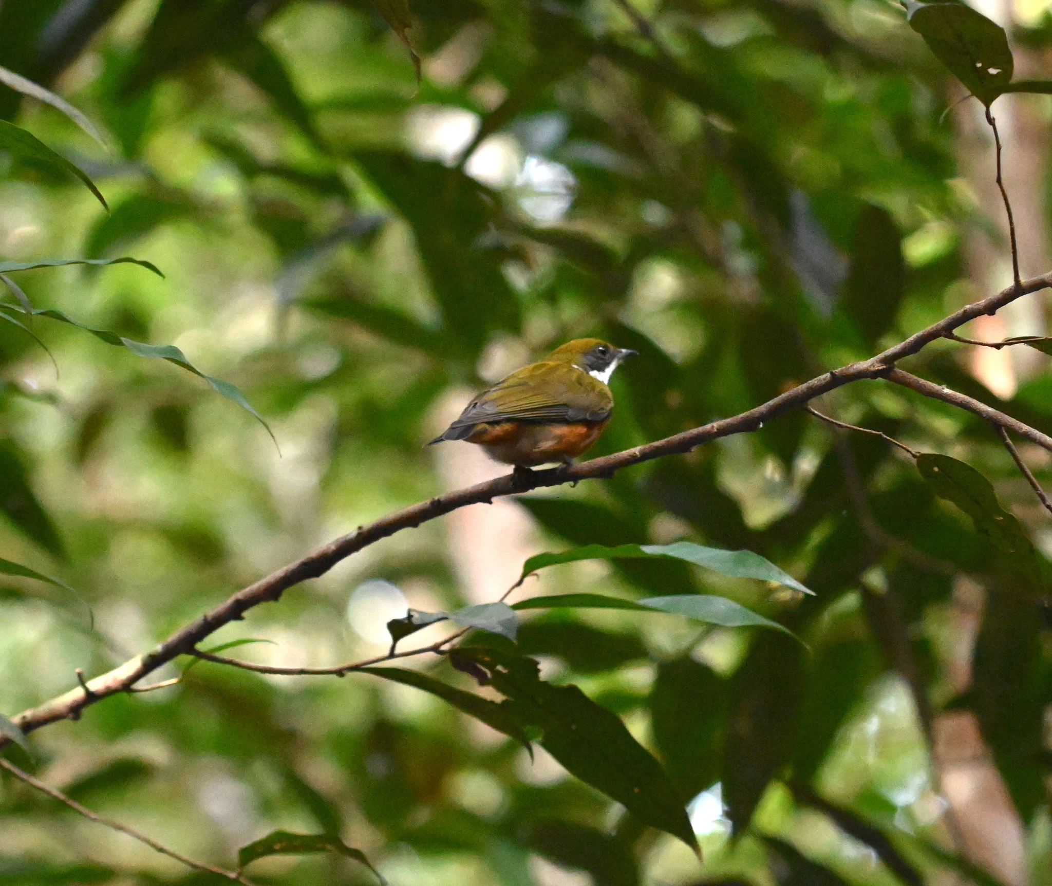 Yellow-crested Manakin (Heterocercus flavivertex), photo 3