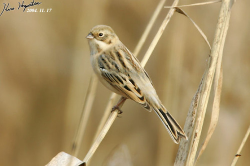 Pallas's Reed Bunting (Emberiza pallasi)