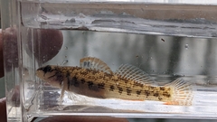 Stone Darter photo 2