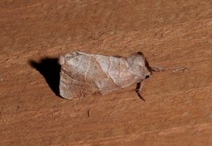 Clostera inclusa
