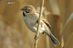 Emberiza pallasi