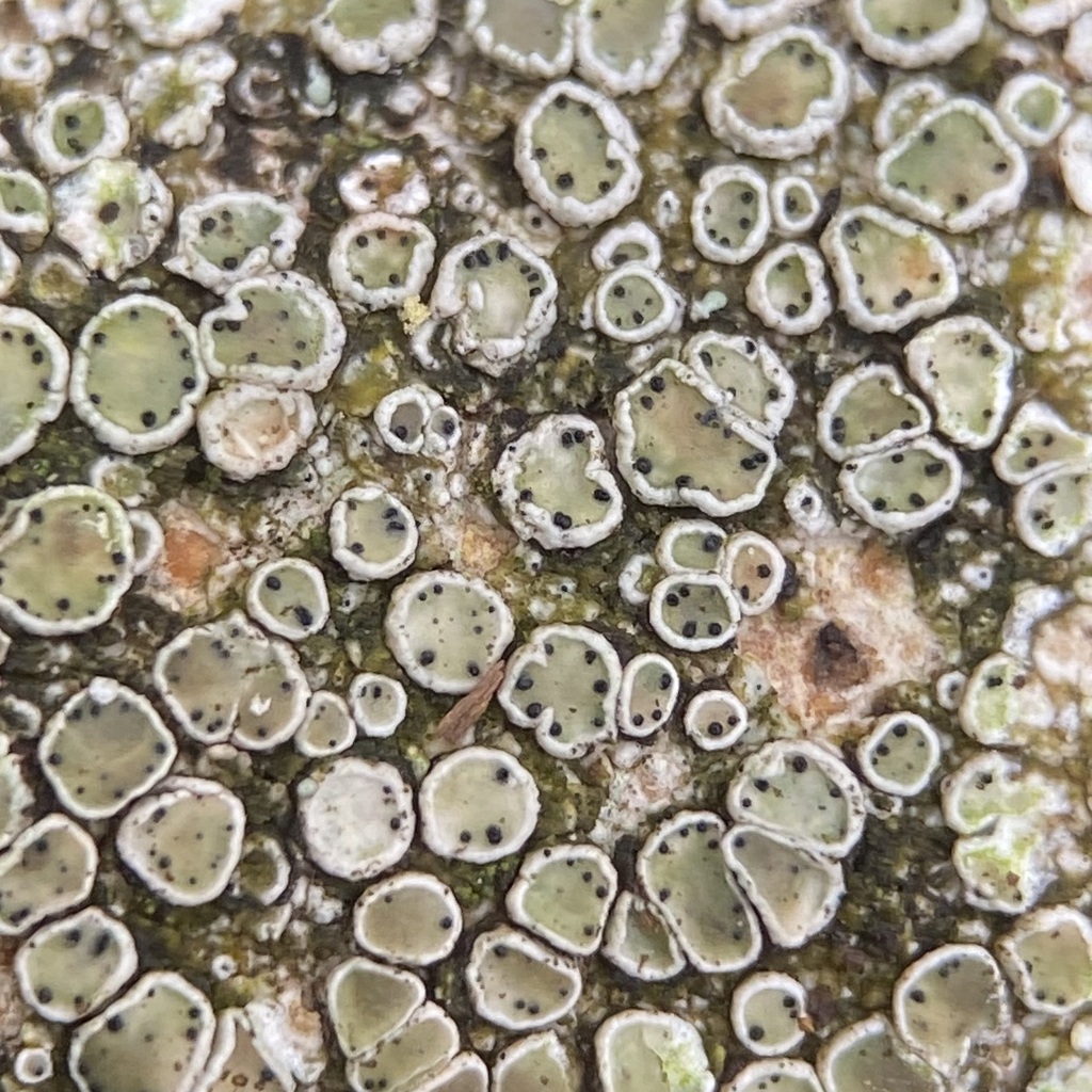 Vouauxiella lichenicola