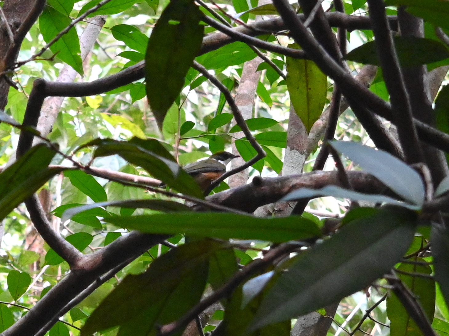 Yellow-crested Manakin (Heterocercus flavivertex), photo 4