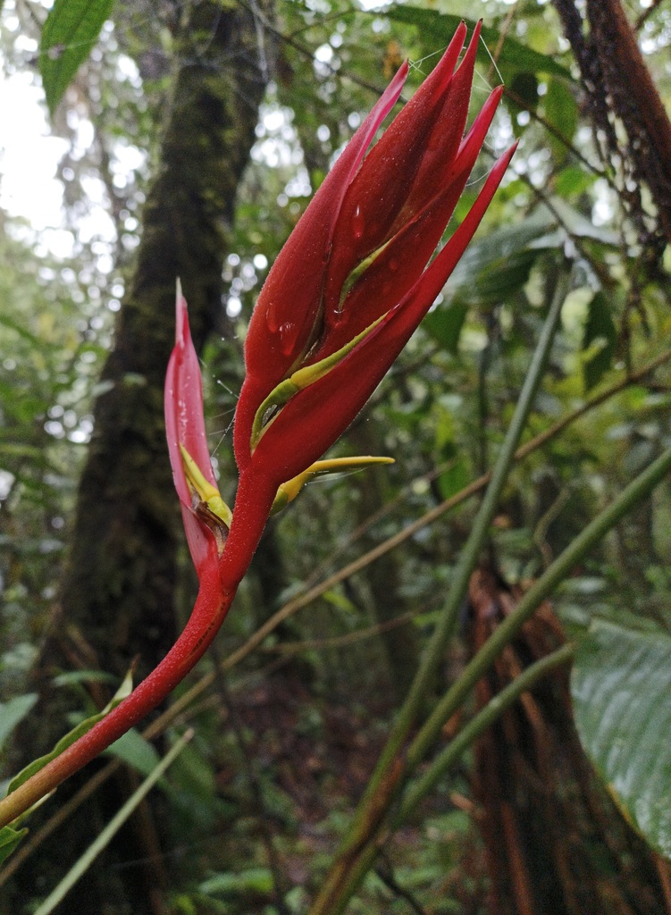 Heliconia adflexa