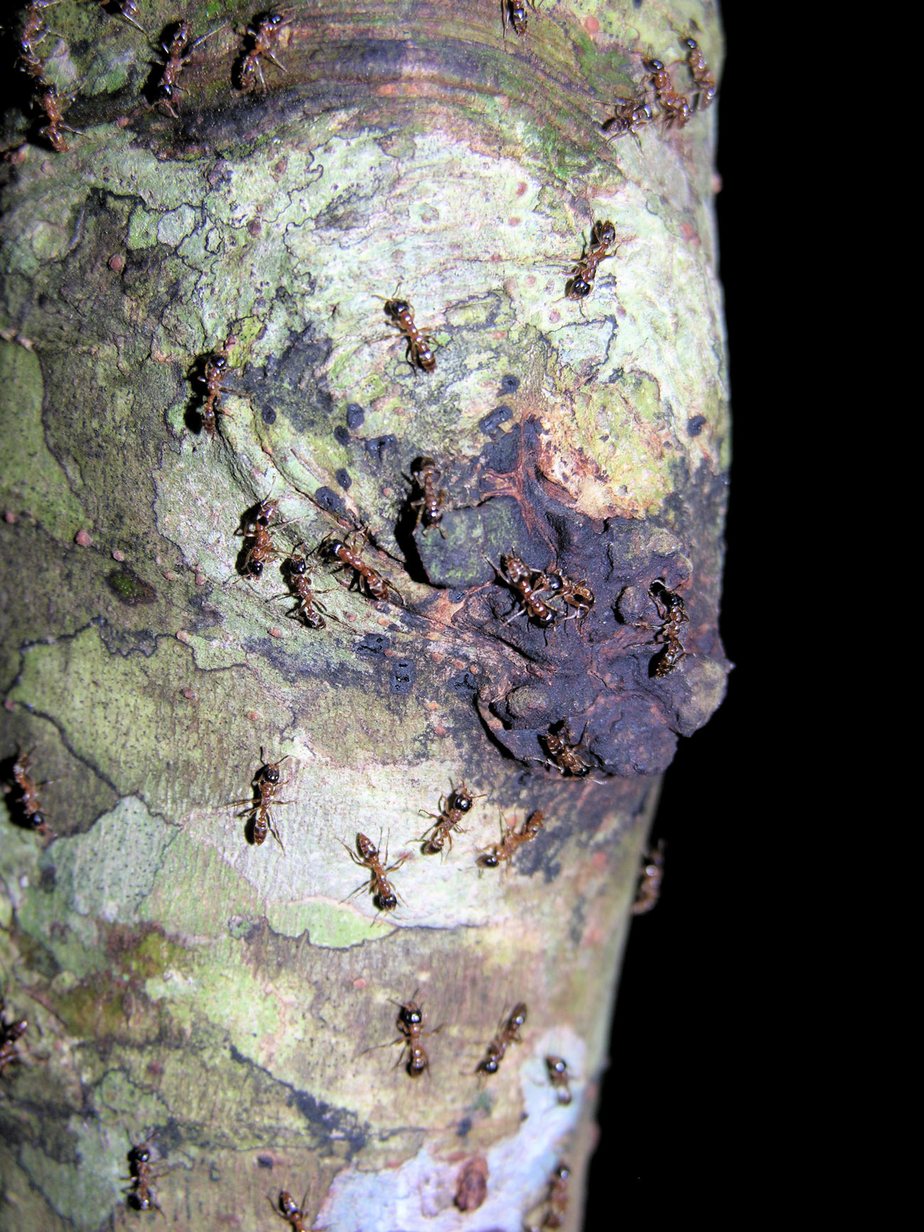Pseudomyrmex triplaridis