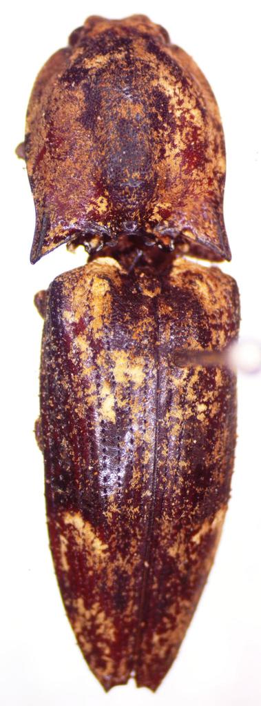 Cryptalaus elaps