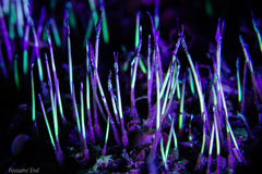 Megaceros flagellaris