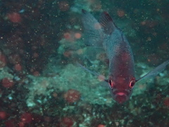 Chromis crusma