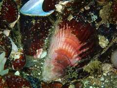 Aulacomya atra image