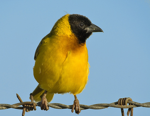 Black-headed Weaver