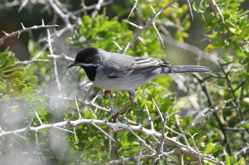 Curruca de Rüppell (Curruca ruppeli)