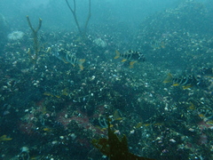 Chirodactylus variegatus