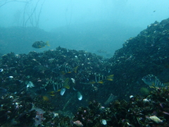 Chirodactylus variegatus