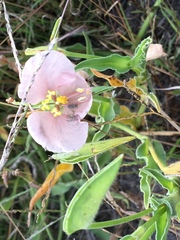 Commelina scabra
