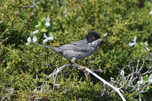 Cyprus Warbler (Curruca melanothorax), photo 10