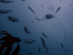 Chromis crusma
