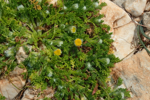 Image of Anthemis rigida by (c) Julien Renoult, some rights reserved (CC BY)