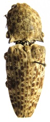 Cryptalaus nubilus