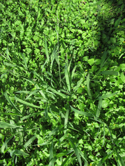 Paspalum pubiflorum