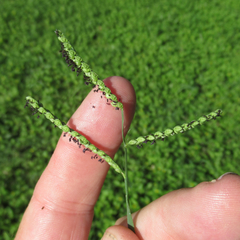 Paspalum pubiflorum