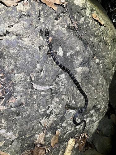 Stephens' Banded Snake sighting