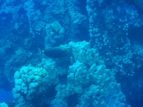 Naso elegans
