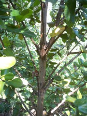 Pimenta racemosa