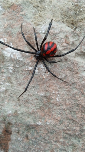 Latrodectus occidentalis