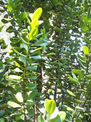 Pimenta racemosa