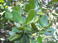 Pimenta racemosa