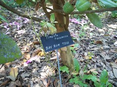 Pimenta racemosa